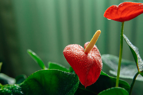 Red flower of the plant anthurium. - Fotoğraf, Görsel