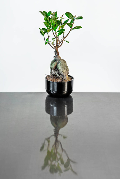 Frontale afbeelding van bonsai ficus ginseng op metalen tafel waardoor de reflectie van de plant op het tafeloppervlak - Foto, afbeelding
