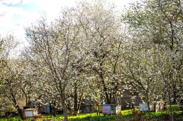 Kwitnący ogród z pasieką. Pszczoły wiosną pod kwitnącymi drzewami jabłoni. Czerwone tulipany na tle uli. Miękkie skupienie. - Zdjęcie, obraz