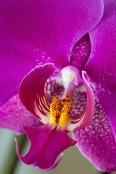 Zbliżenie fotografia żywa orchidea w studio ustawienie. - Zdjęcie, obraz