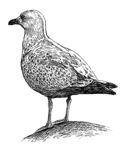 Big seagull - Vector, afbeelding