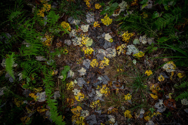 Islak Yapraklar Sonbaharın başlarında Smokies 'de Çamur Yolu' nu kaplar - Fotoğraf, Görsel