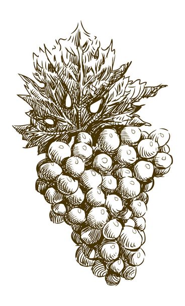 Bunch of grapes with leaf - Vector, Image