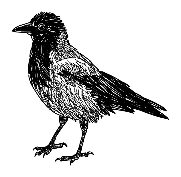 City crow - Vector, Image