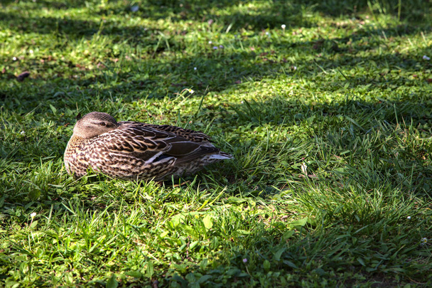 Mallards sleeping in the grass in a park - Photo, Image