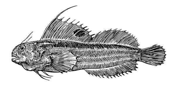 Fish sketch - Vector, Image