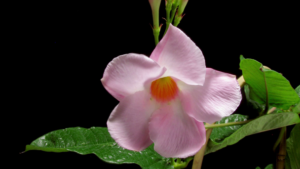 mandevilla virág timelapse - Felvétel, videó