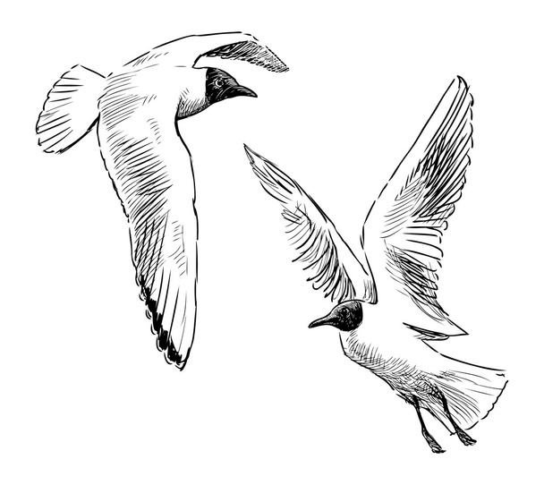 Flying seagulls - Вектор,изображение