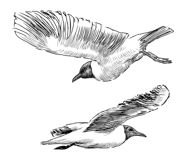 Flying seagulls - Vector, imagen