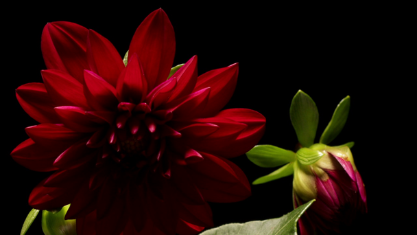 Dahlia virág timelapse - Felvétel, videó