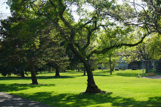 árvores no parque na primavera - Foto, Imagem