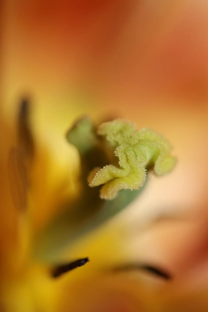 Цветок тюльпана крупным планом семьи Liliaceae современный ботанический фон высокое качество печати больших размеров - Фото, изображение