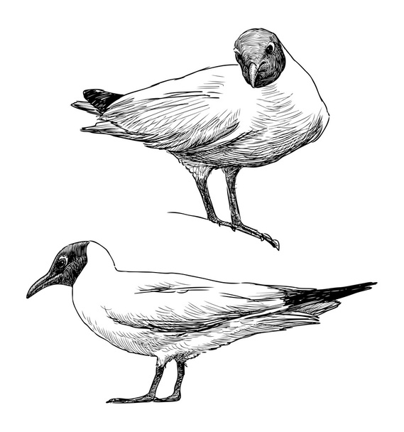 Gulls - Διάνυσμα, εικόνα