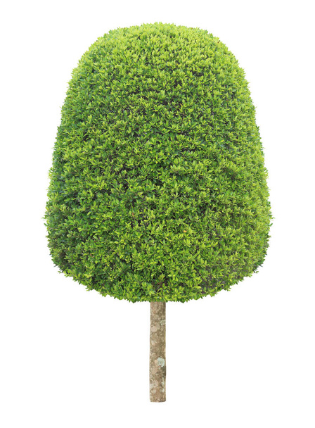 Thick bush of symmetric trimmed topiary tree isolated on white background for exterior formal Japanese and English style artistic design garden - Photo, Image