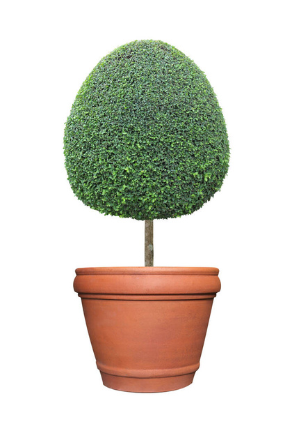 Oval egg shape clipped topiary tree in terracotta clay pot container isolated on white background for formal Japanese and English style artistic design garden - Photo, Image