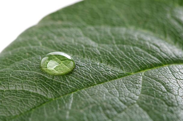 Water drop on green leaf over white background. Macro - Foto, Imagem