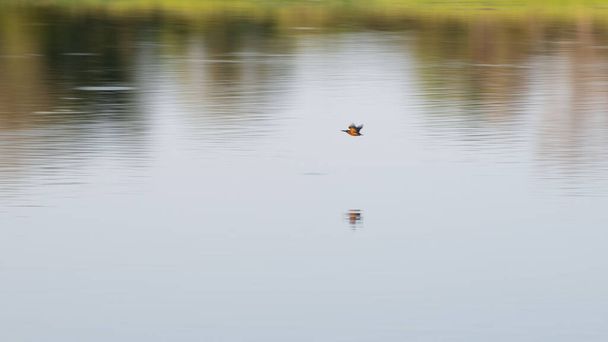 Snel vliegende vogel in beweging over het wateroppervlak van het meer. - Foto, afbeelding