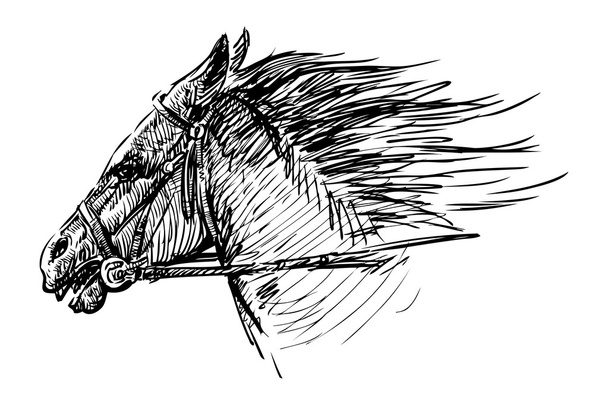 Horse head - Vector, Image