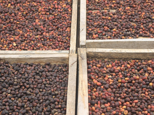Proceso de secado de café indonesio en la página principal - Foto, imagen