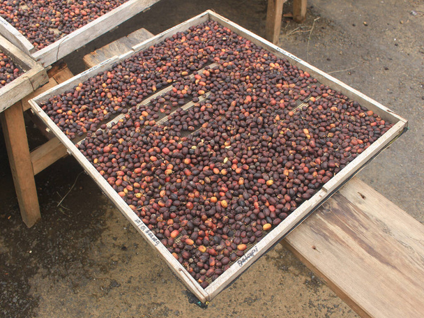 ホームページ上のインドネシアのコーヒー乾燥プロセス - 写真・画像
