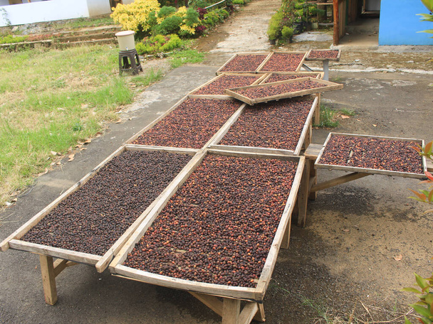 Proceso de secado de café indonesio en la página principal - Foto, Imagen