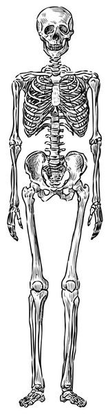 Menselijk skelet - Vector, afbeelding