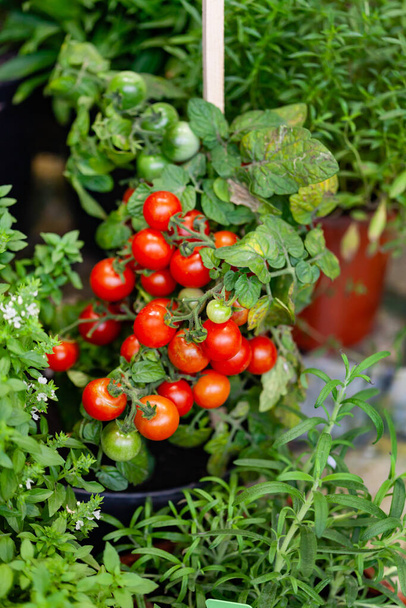 small tomatoes in the pots - Fotó, kép
