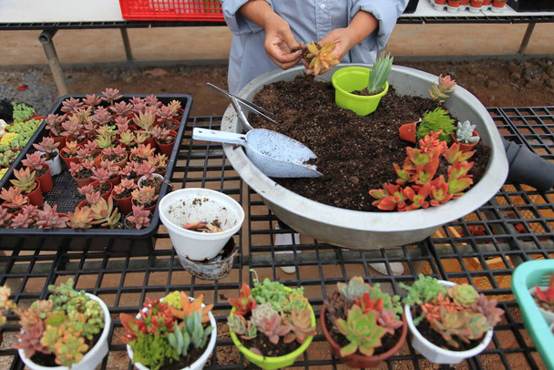 Садовник организует молодое сочное растение для розлива в новый декоративный контейнер - Фото, изображение