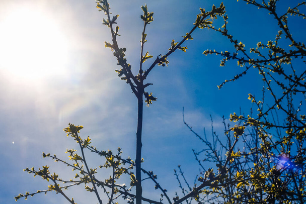 Příroda na jaře na předměstí Petrohradu - Fotografie, Obrázek