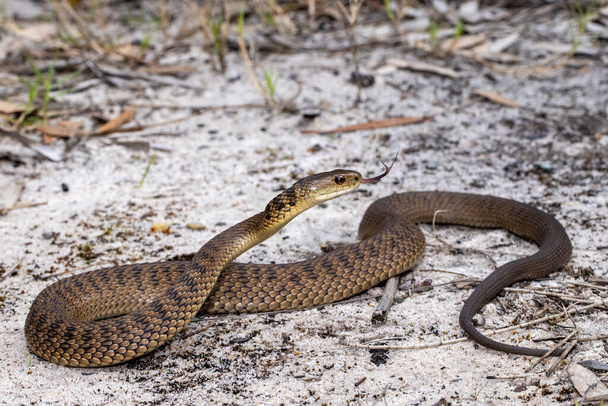 Грубый змеиный мерцающий язык - Фото, изображение
