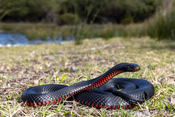 Краснобрюхие Черные Змеи греются в среде обитания - Фото, изображение