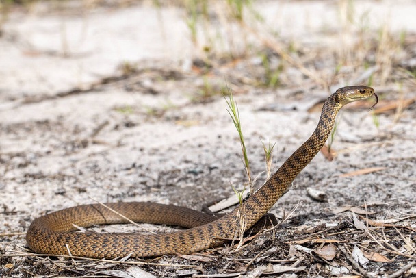 Грубый змеиный мерцающий язык - Фото, изображение