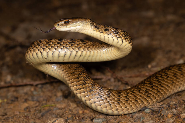 Крупногабаритная змея в поражающем положении - Фото, изображение