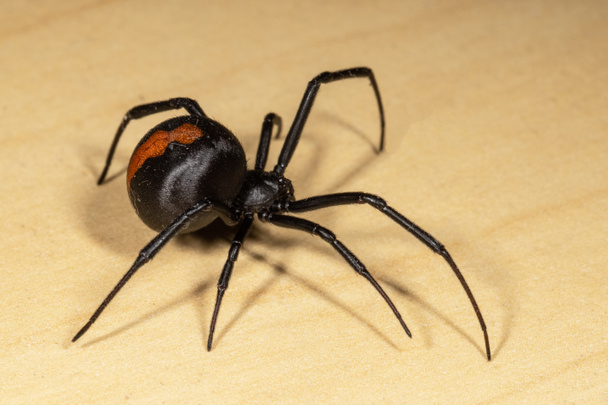 Close up photo of Redback Spider  - 写真・画像
