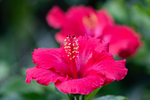 Red Hibiscus plant in flower - 写真・画像