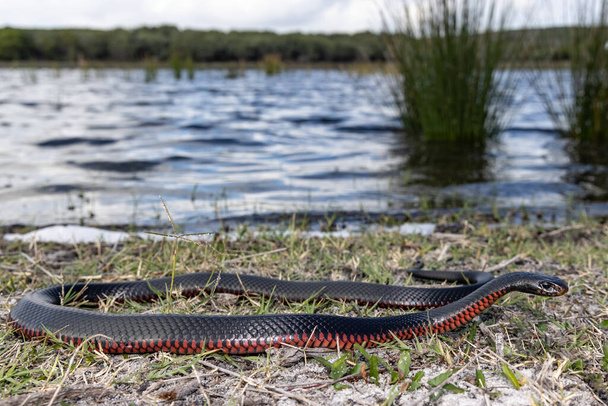 Краснобрюхая Черная Змея греется на солнце - Фото, изображение