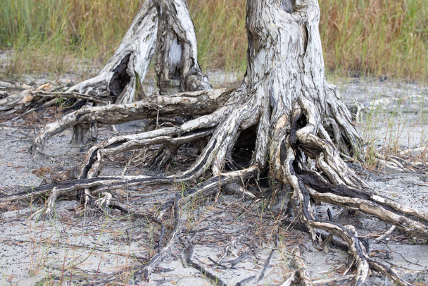 紙樹皮の木の根を広げる - 写真・画像