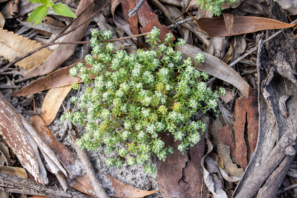  Usine de Poranthera à petites feuilles en fleur - Photo, image