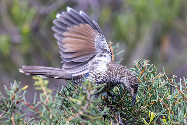 Piccolo uccello Wattle che si nutre di arbusti di Hakea - Foto, immagini