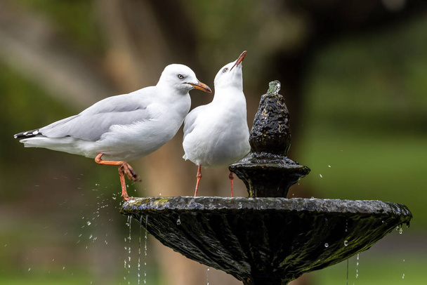 Серебряные чайки пьют из фонтана - Фото, изображение