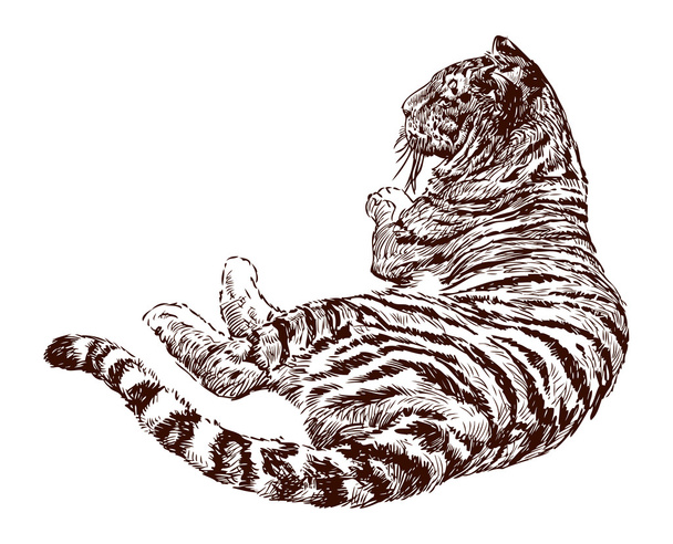Лежачи тигр
 - Вектор, зображення