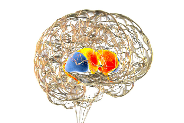 İnsan beyninde sırt striatumu, 3 boyutlu çizim. Bazal gangliyonun bir çekirdeği olup, caudate nucleus (kırmızı) ve putamen (mavi) motor ve ödül sistemlerinin bir bileşenidir. - Fotoğraf, Görsel