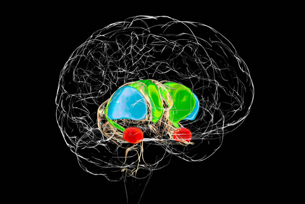 Brain dorsal striatum anatomy, 3D illustration. The dorsal striatum consists of the caudate nucleus (green) and the putamen (blue). Amygdala is colored in red - Photo, Image