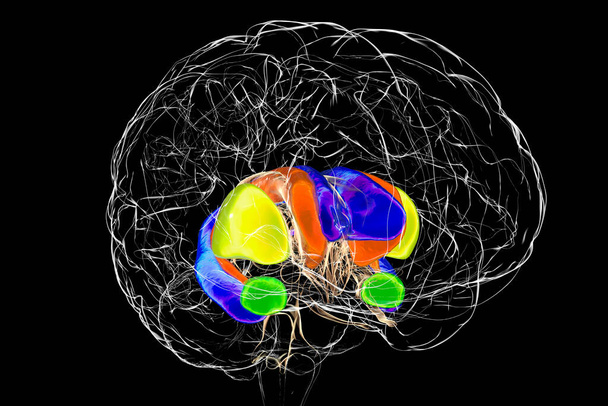 Anatomie des Rückenstriatums des Gehirns, 3D-Illustration. Das dorsale Striatum besteht aus dem Caudatkern (orange) und dem Putamen (gelb). Seitenventrikel ist blau gefärbt, Amygdala ist grün - Foto, Bild