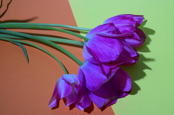 gyönyörű tulipánok színes háttér, tavasz koncepció, közelről   - Fotó, kép