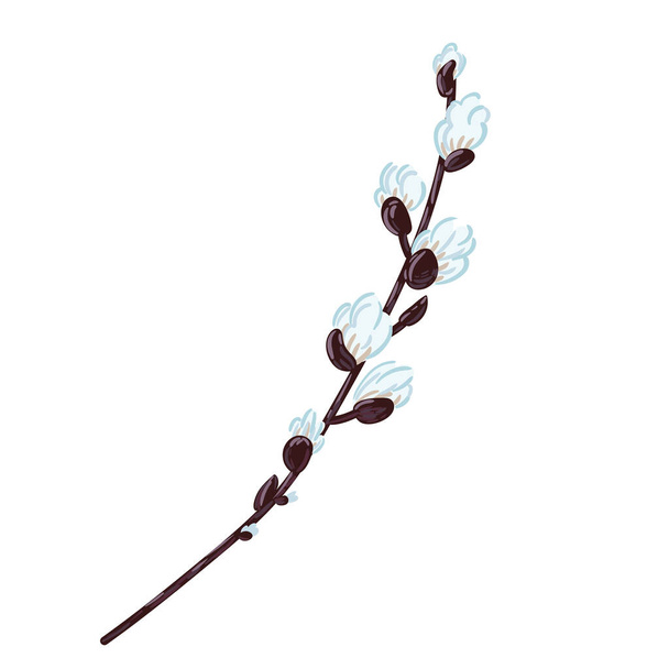 Spring willow twig blooms. Vector hand drawn Easter element isolated on white background. - Vector, Image