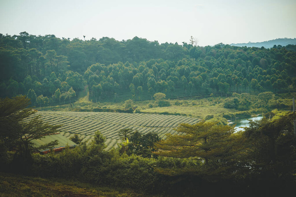 Beautiful view of Tam Chau tea plantation in Bao Loc city, Lam Dong province, Vietnam. Travel and landscape concept. - Фото, зображення