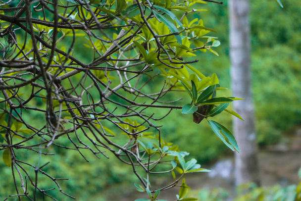 A closeup shot of a branch of a tree in the autumn park - Fotoğraf, Görsel