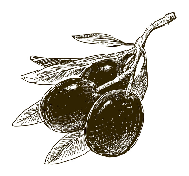 Olives - Вектор,изображение