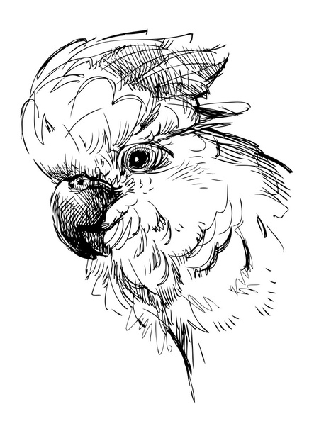 Parrot - Vetor, Imagem